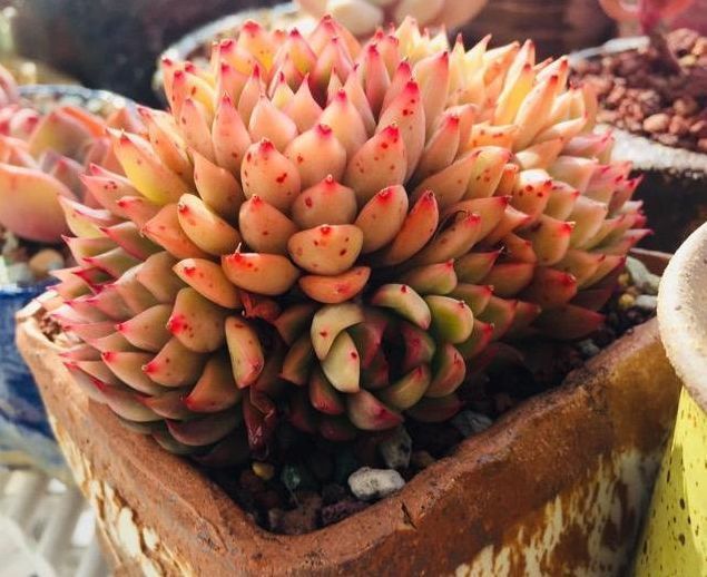 种植多肉植物这样选择植料和花盆,根系生长健壮,多肉长不停