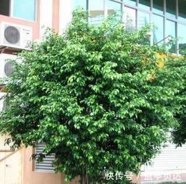 十种防辐射的绿植,装点家居好帮手,还能净化空气防辐射