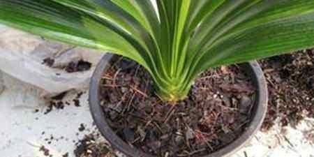 君子兰什么时候换盆好?掐准时间,“憋”满花芽