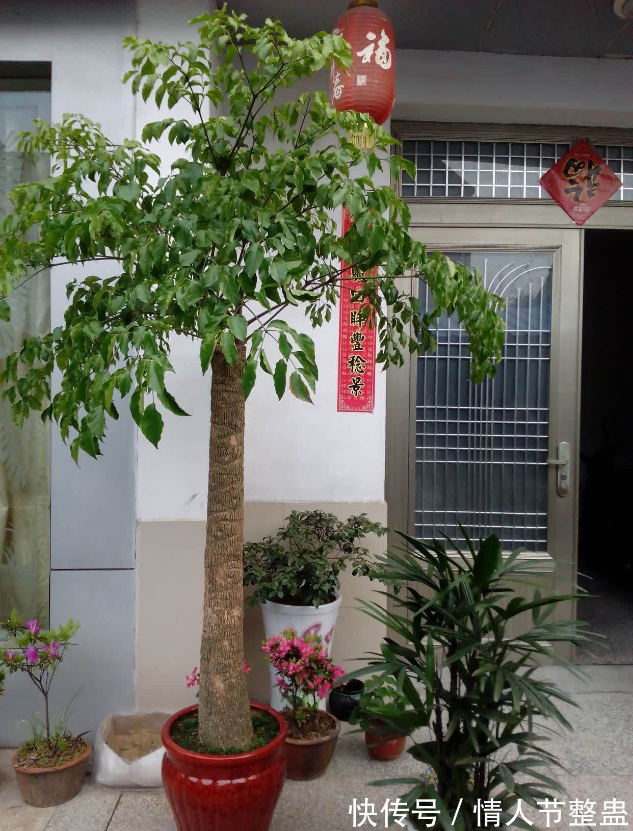 12种花,建议养一盆,不仅吸收废气,还有“旺财添福”的美好寓意