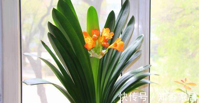 休眠期|栽培君子兰出现问题,基本是以下方面的原因,解决方案都在这里