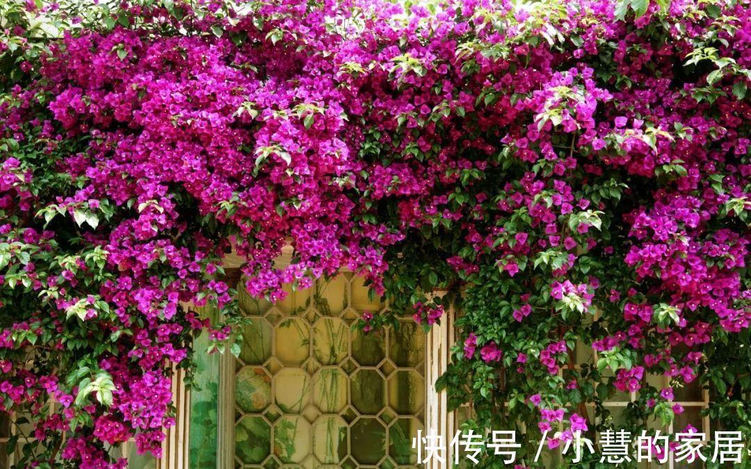 贝拉|家里有院子，建议养这5种花，高级的私家花园至少养一种