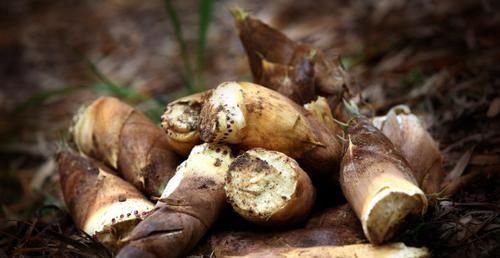 叶酸|天然的“叶酸”找到了,女人每天吃两口,通乳散结,远离乳腺增生