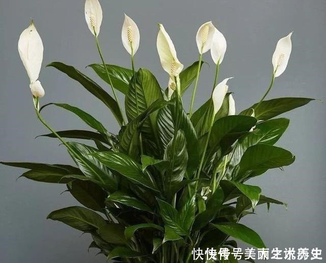 上当|6种耐阴花,养了“不上当”,室内百搭盆栽,摆在角落也爆盆!