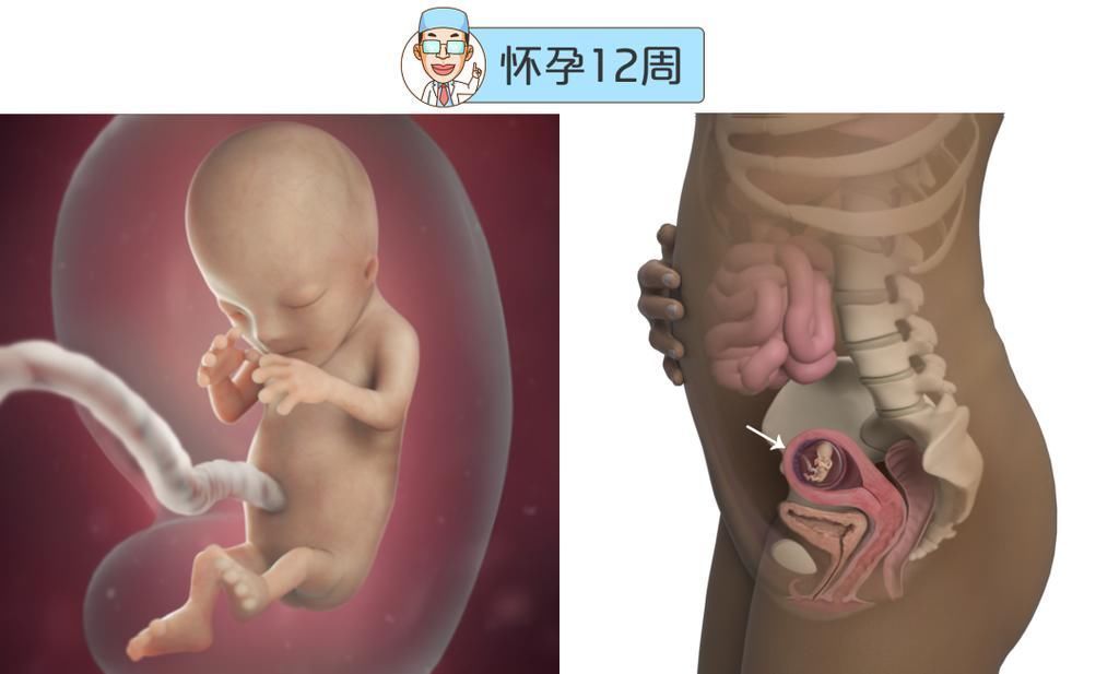婴儿|最全的怀孕周期图鉴,感受从受精卵到婴儿的神奇变化!