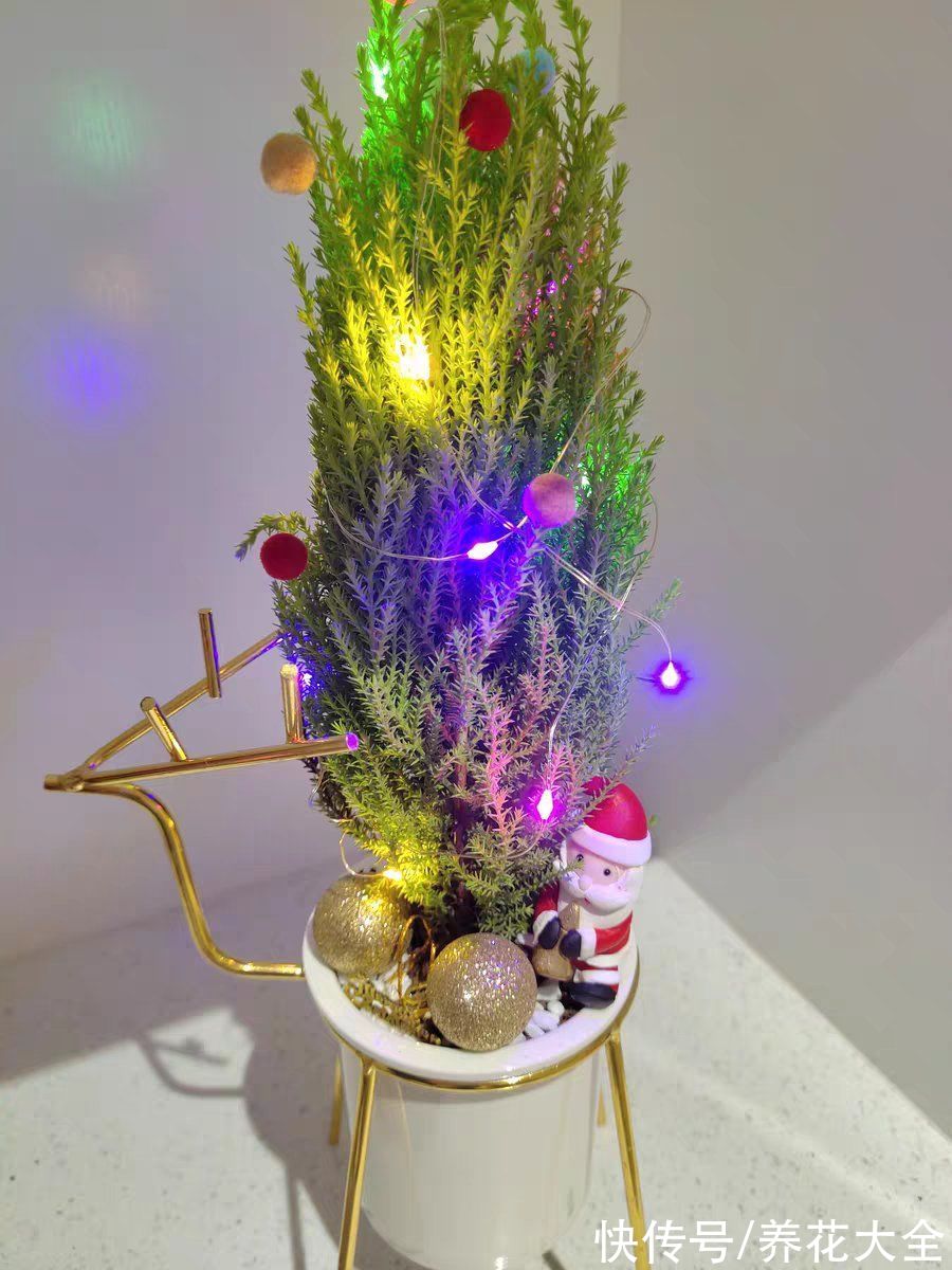 家里养一盆小香松,芬芳满室,满屋子都是高级香水味
