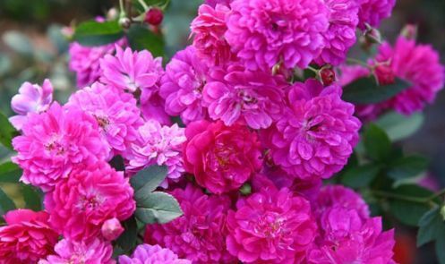 喜欢玫瑰，不如试试“高档玫瑰”甜蜜马车，花团锦簇，花开爆盆美