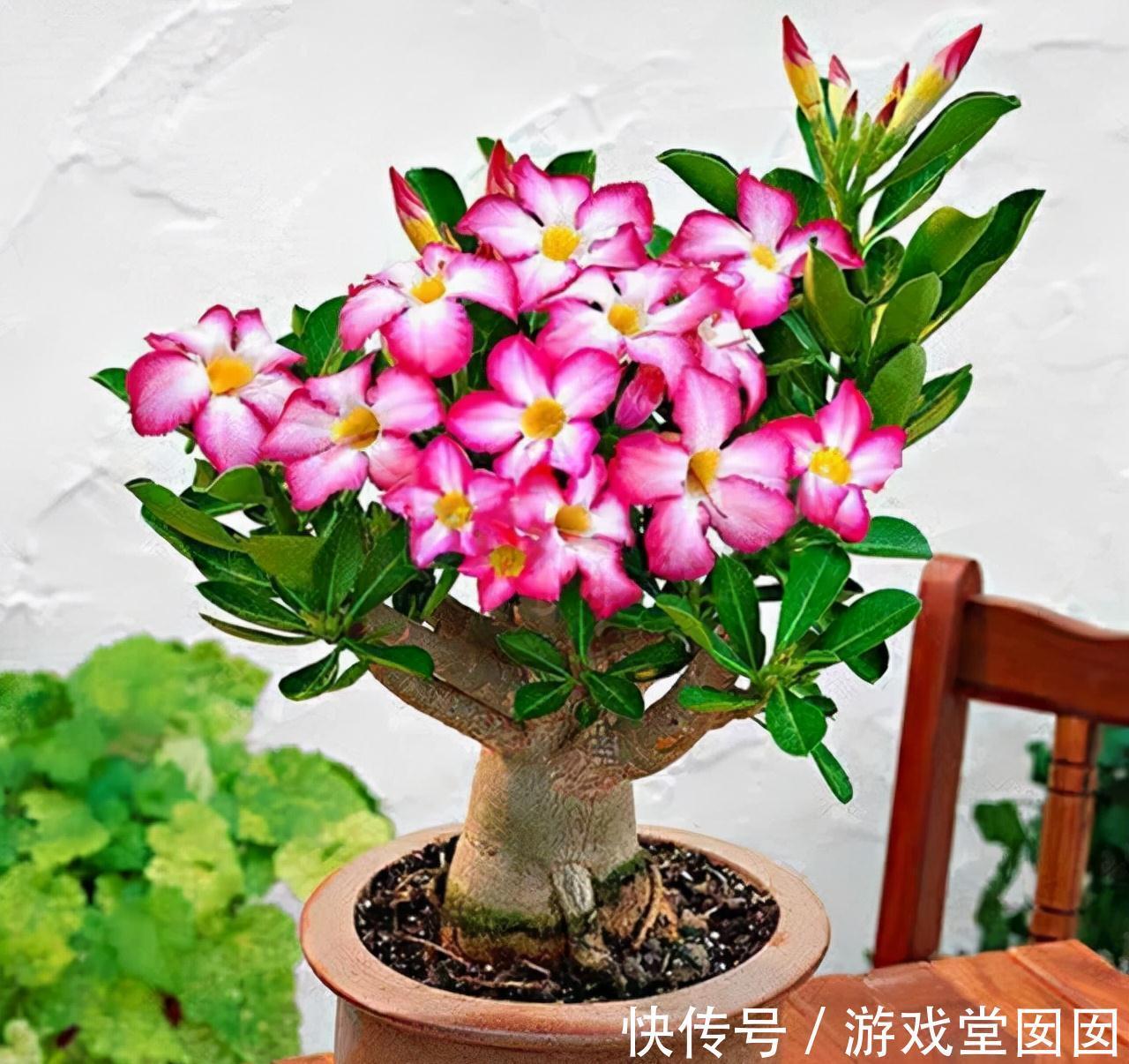 养花不会浇水吗?六大口诀记心间,养啥都能长得旺