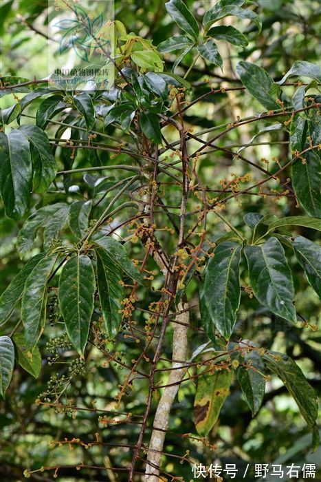 风湿骨痛|七加皮，见过吗？主治风湿骨痛、跌打扭伤、腰肌劳损