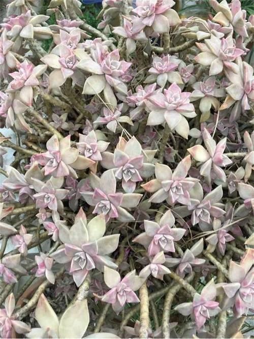 都在养“多肉”?那你见过养了15年的“胧月”,是什么样吗?