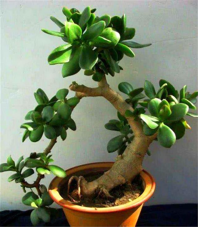 玉树扦插生根难掌握7个要点，后期精细养护，1个月生根长新芽