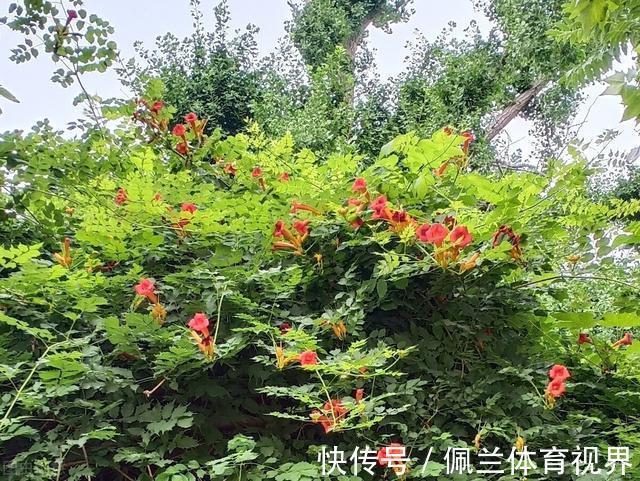窗户|好好的院子，被一棵“霸道”的凌霄花给毁了