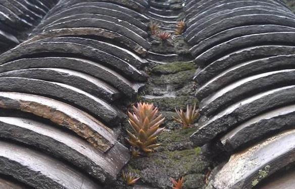 瓦松老一辈的回忆，喜在8、9月开花，盆栽得抓住4个细节