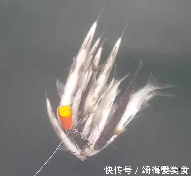 泥鳅钓鱼为何人人喊打？钓友：主要还是钓得太狠了