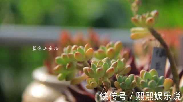 硫酸亚铁|浇水可是技术活，用这些水浇花，连花肥都省了