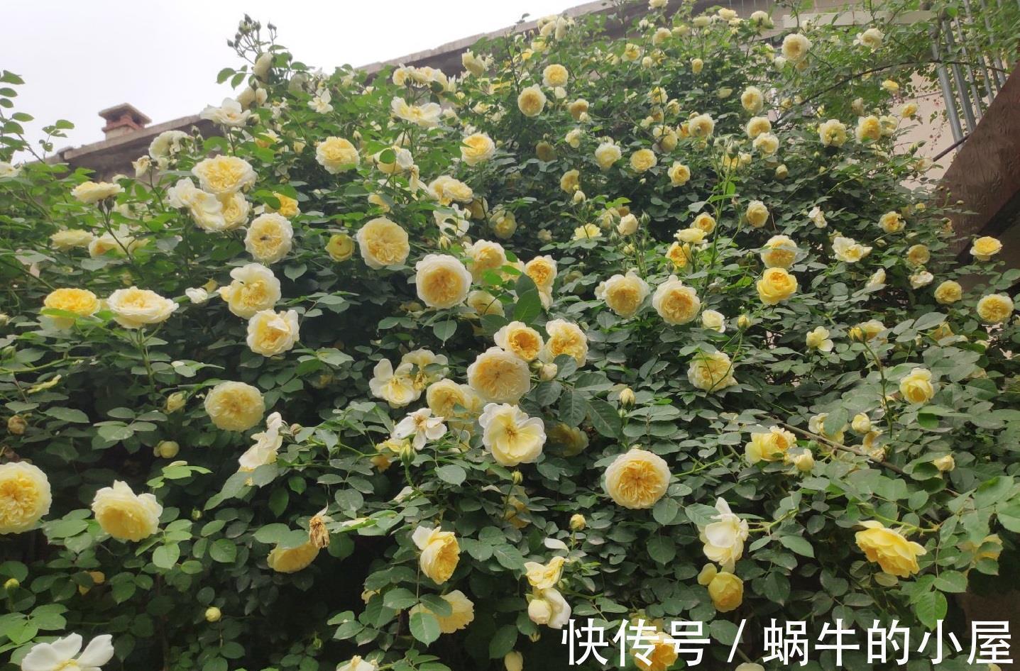 藤本月季|又美又香的花，花量大，多季开花，可做花墙，阳台也能种