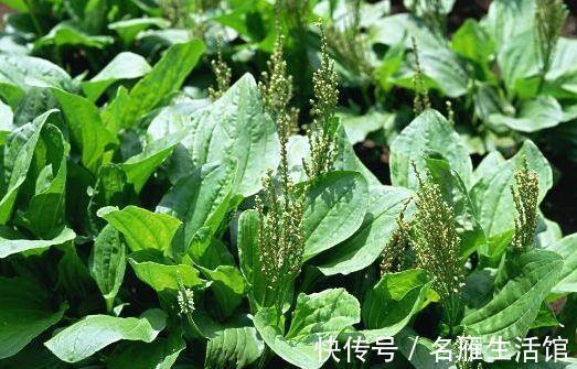 野菜|农村不起眼野菜,能利尿降压,清热滑肠,去寒安神,早看早知