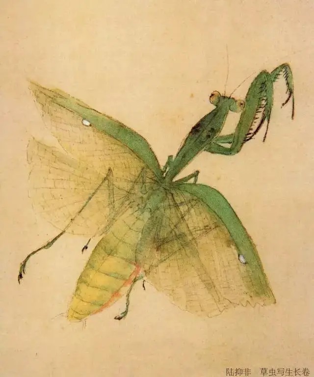蝈蝈$国画技法图典——草虫篇:蝗虫 蚂蚱 蝈蝈 螽斯 螳螂 蟋蟀