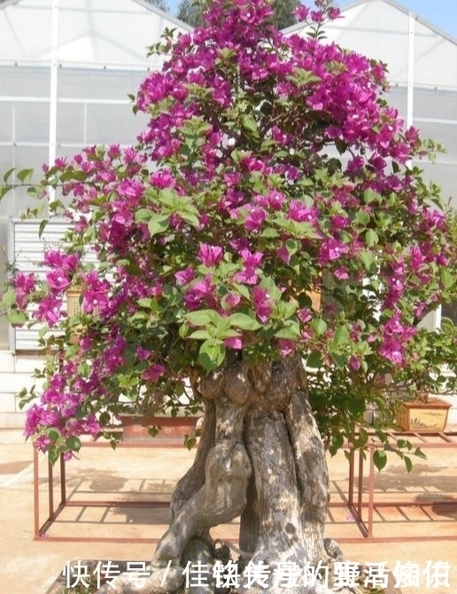 三角梅有“三怕”,避开安全度夏,冒新芽齐开花,养成盆景小老桩