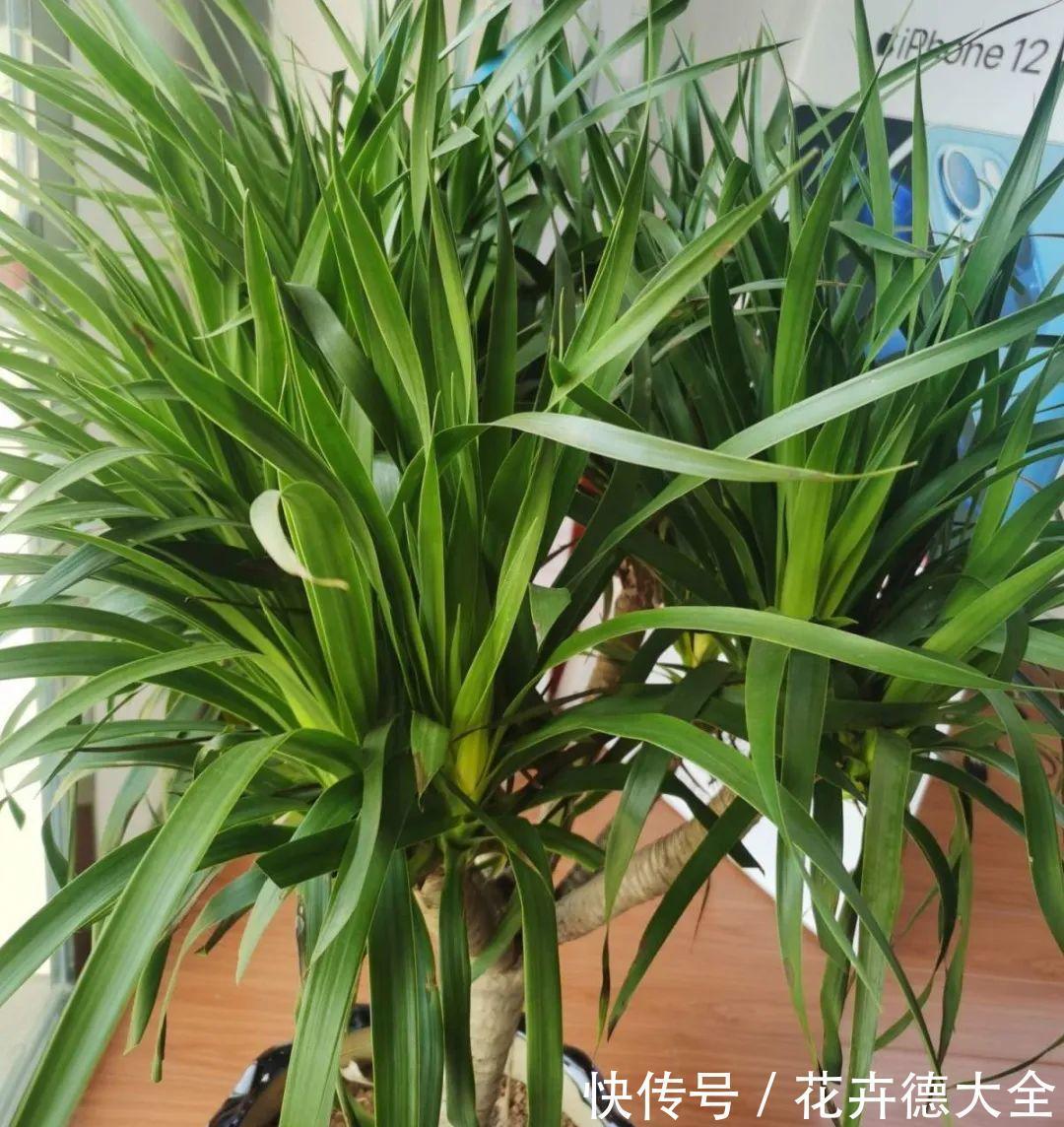 7种花,现在要砍头,冲天炮变成爆炸头