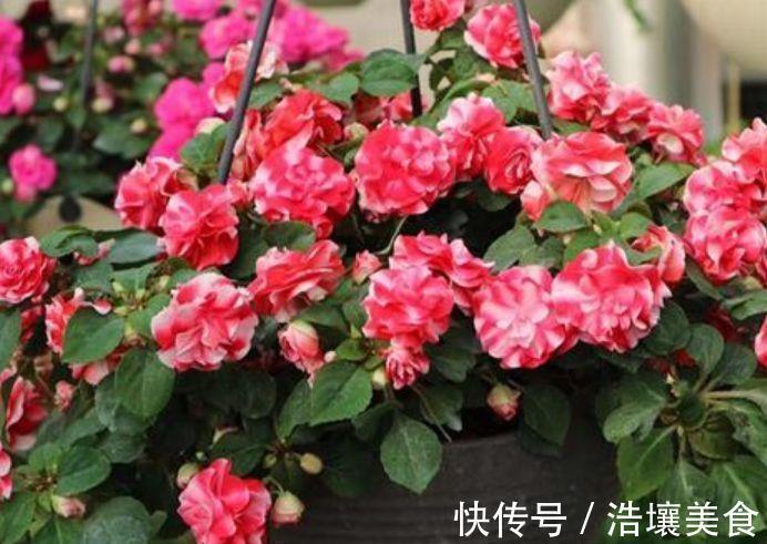 根部|好养易活的几款花,沾点水就疯长,开花勤还爱爆盆,全年开花不停