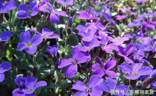 喜欢在家养花卉,试试此几款,花开繁盛惹人爱,娇艳美不胜收