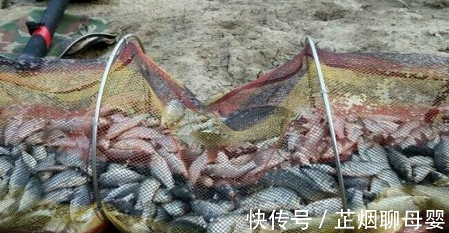 冬钓阳|上钩的鲫鱼不够大？三十年老钓手：冬天不用这狠招就亏大了