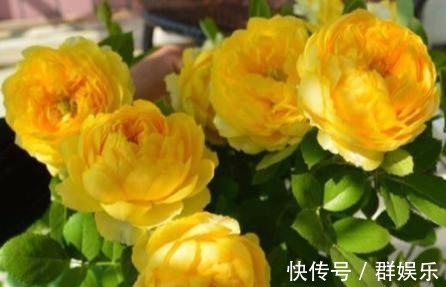 月季女神,花形硕大,金黄色的花朵高贵大气,好看好养,四季开花