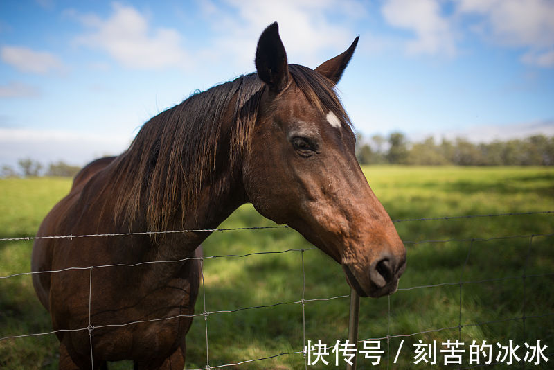 财运|生肖属马人，9月起财运大涨，收入越来越多