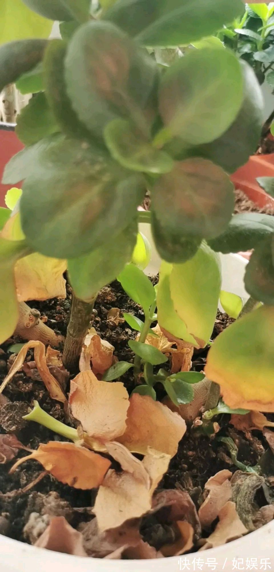 长寿花在夏季黄叶掉叶怎么回事做到3点，秋季开花爆盆成棒棒糖