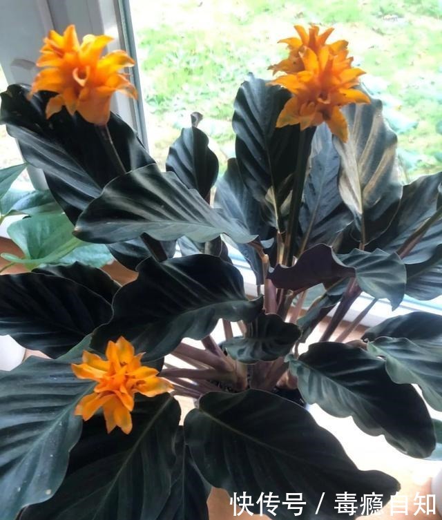 在室内半阴处容易开花的11种盆栽开花植物，家里可多种几种！