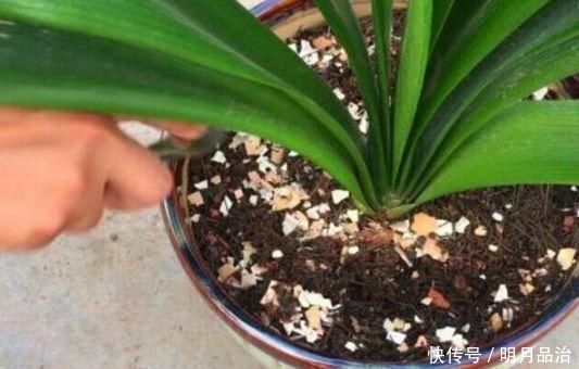 花卉|养花想用“鸡蛋壳”学会2个小技巧,肥效足、不生虫子