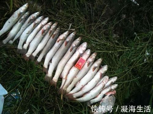 用多就死窝，用少能连杆，千里香这么用，天冷天热都有鱼