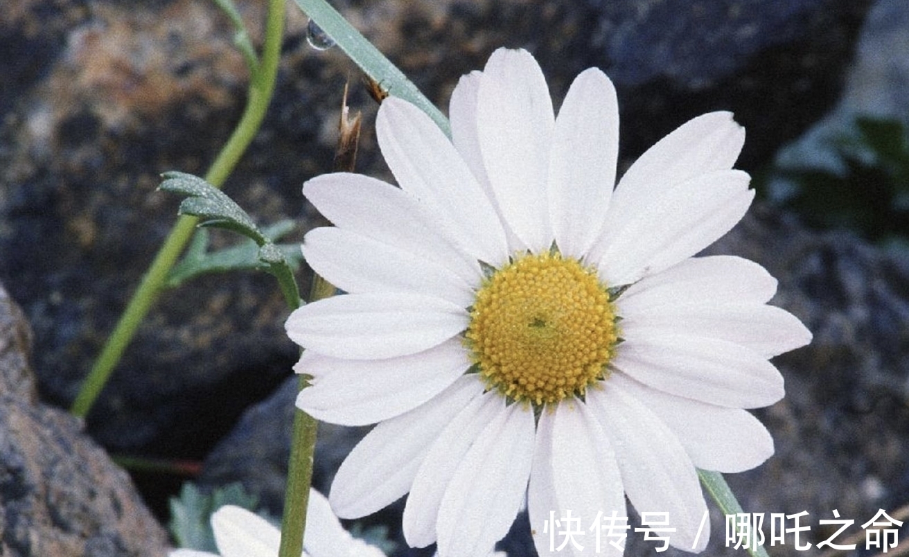 生肖|9月底，时光荏苒，岁月无常，3生肖命中注定，旧爱相逢，破镜重圆