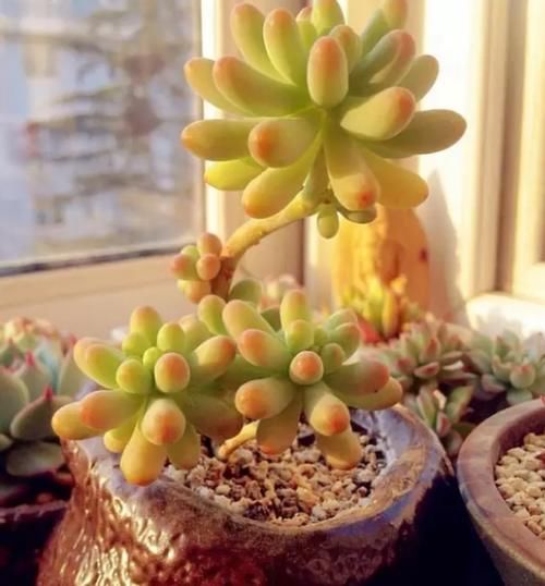 多肉乙女心，天暖盆栽时多晒太阳、适量低温才能让叶子越长越美