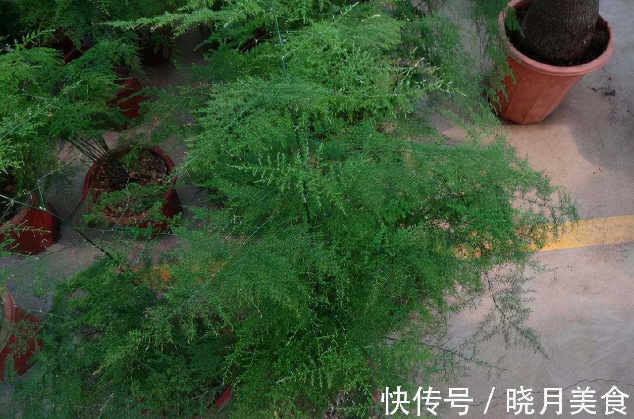 观赏价值|6种花超耐阴，但凡有一丁点散射光，迅速爆满一屋子，美死了