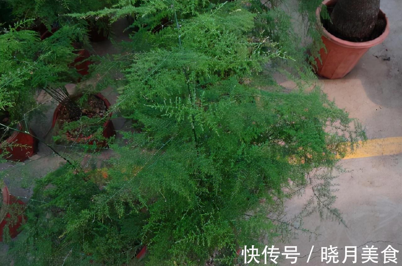 6种花超耐阴,但凡有一丁点散射光,迅速爆满一屋子,美死了
