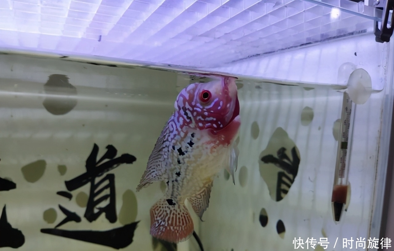 斗鱼打架断尾巴怎么办 斗鱼打架断尾巴怎么办