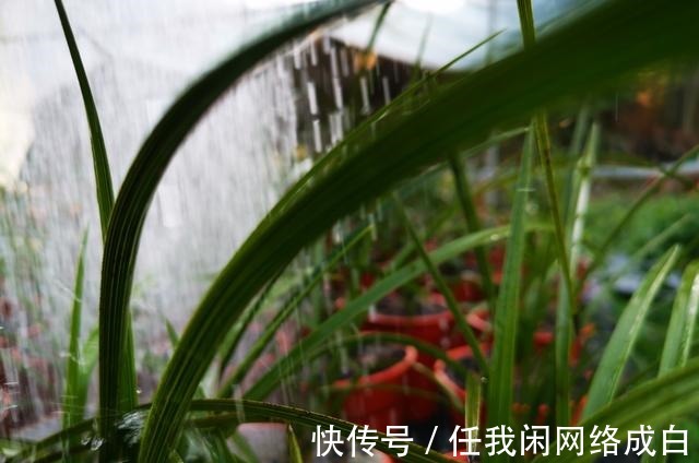 新栽的兰花什么时候浇水当时就浇和隔几天再浇，其实都不完全对