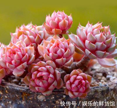 多肉植物越长越丑?3个小技巧,上色美易爆盆,长成群生老桩!