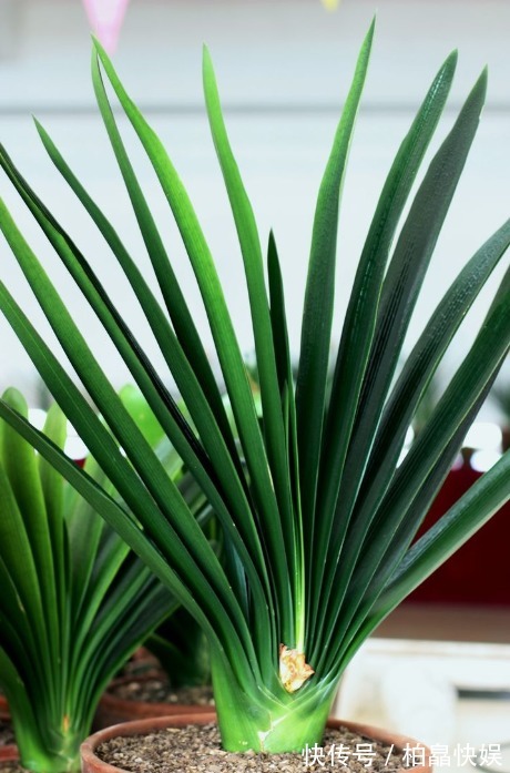 4种材料,花盆里放一点,烂根的君子兰和文竹根系爆长