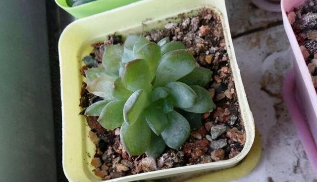 冬天养多肉,最怕3种水,一定要管住手,太勤快肉肉死的越快