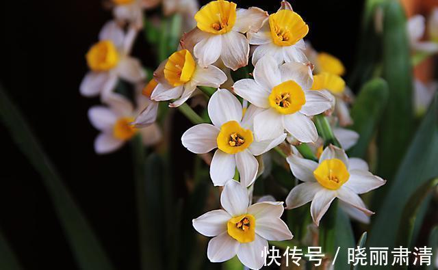 5种“香水花”,如果你喜欢香水味,肯定会迷上它们,太香了