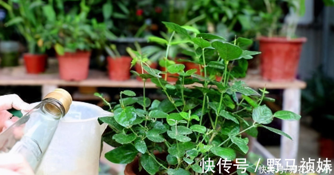 伴侣|家庭常见的喜酸性花卉，调酸补铁要定时，“醋”是很好的伴侣