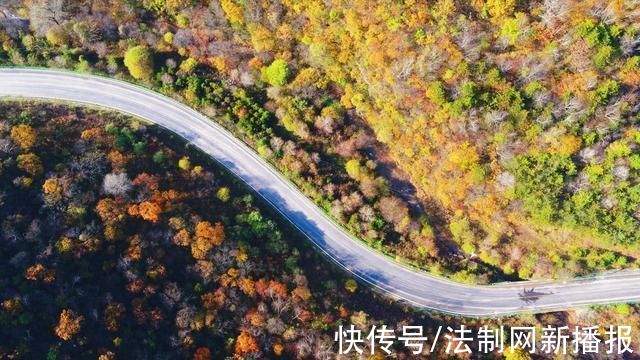 石马路#旬邑县石马路:金秋时节浓墨重彩 宛如一条行走的“画廊”