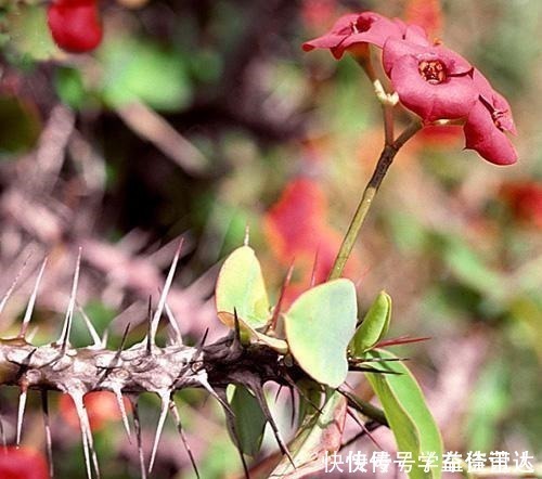 小花|几种“毒花”长得再美也不养，放在室内更不行，看看家里有没有！