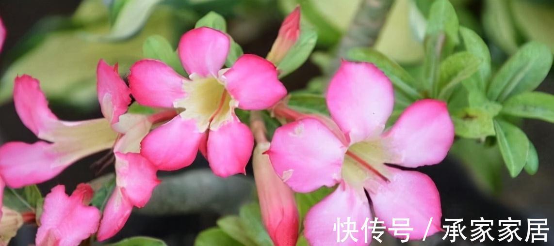 农历九月十八霜降后,养什么花?家里养3种花,顺心如意富贵吉祥