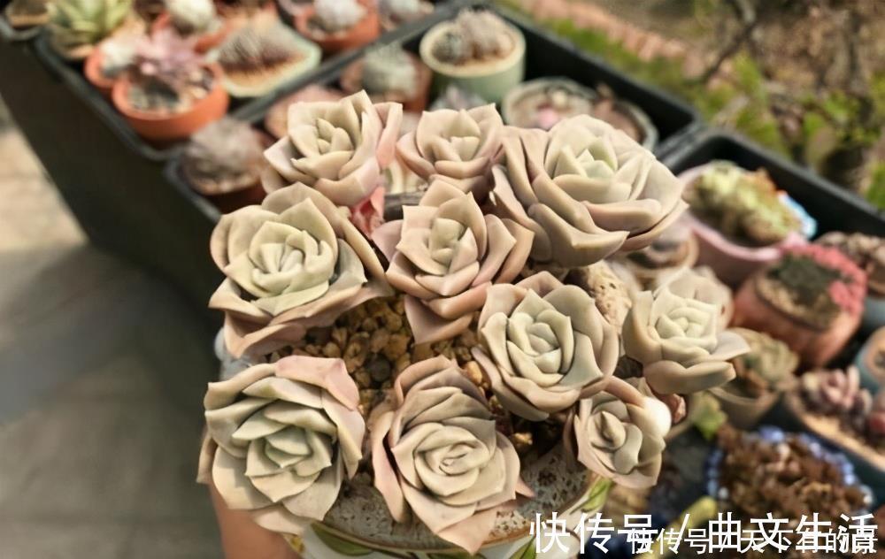 多肉|被拉下神坛的可爱多肉，曾经贵到退步，现在价格便宜少有人养