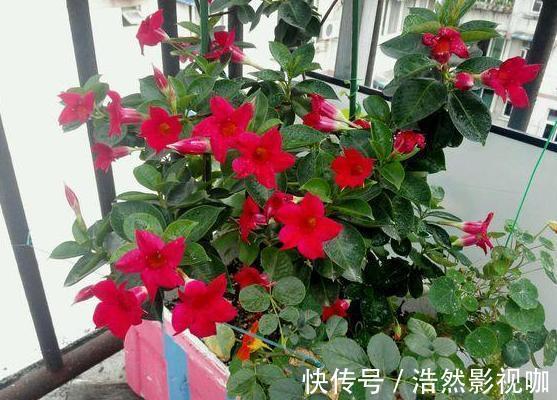 盆栽|春夏交替,养啥花省心简单家庭盆栽5款植物,装饰效果佳