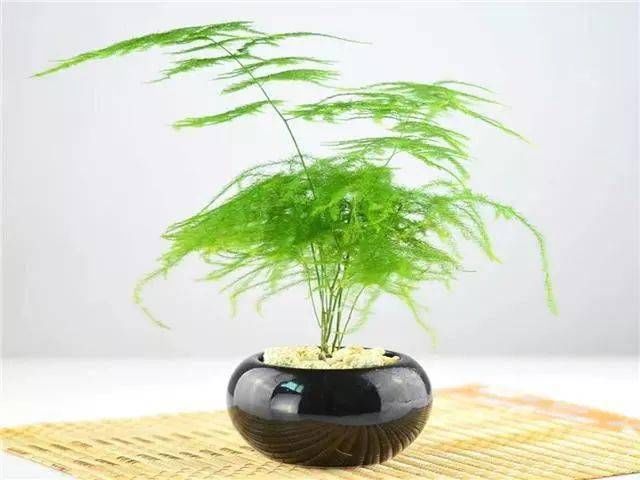 事项|文竹浇水的时候有哪些注意事项应该如何浇水？